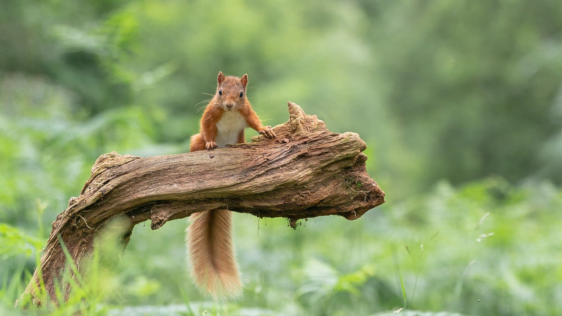 德国战车无情碾压尤文图斯，维尼修斯独揽光芒统治全场