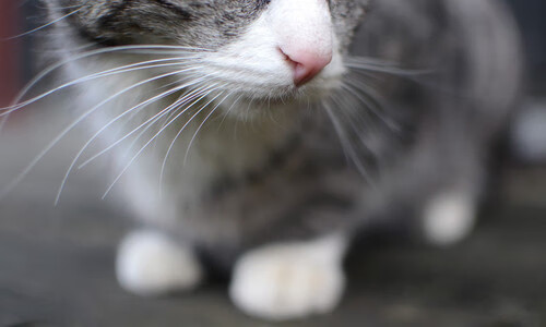 连击引擎,马刺精密节奏下,杰伦·格林如何用得分脉冲击穿北京防线