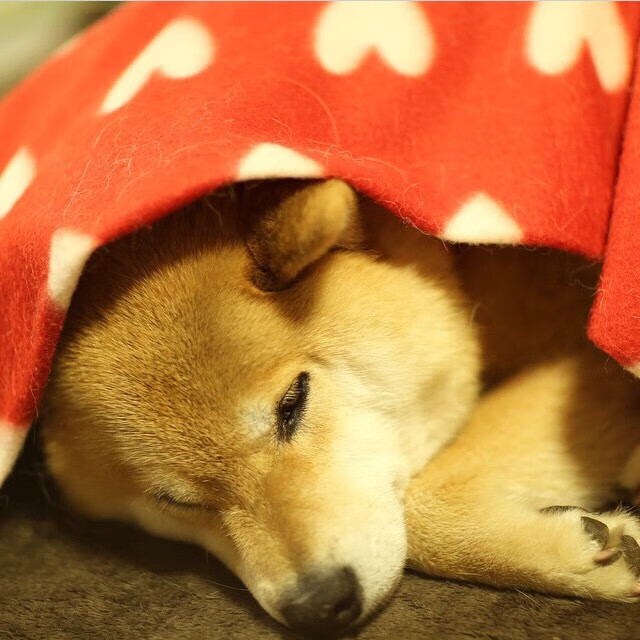 一柱擎天!戈贝尔关键防守锁死公牛,篮网绝境求生赢生死战