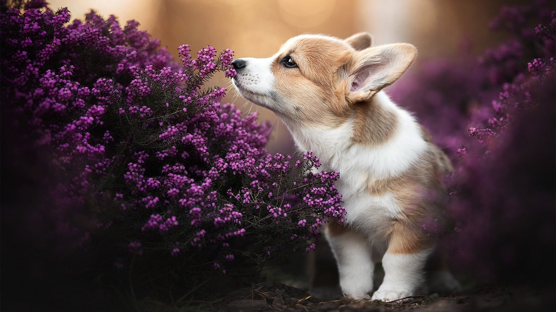 北欧寒冰 vs 安达卢西亚火焰,拉亚三拒点球,铸就丹麦童话之夜