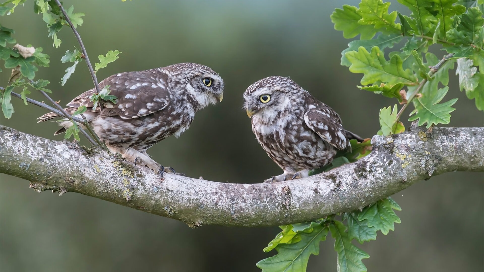 从安第斯到阿尔卑斯，秘鲁战术智慧如何启迪三笘薰德甲封神之战