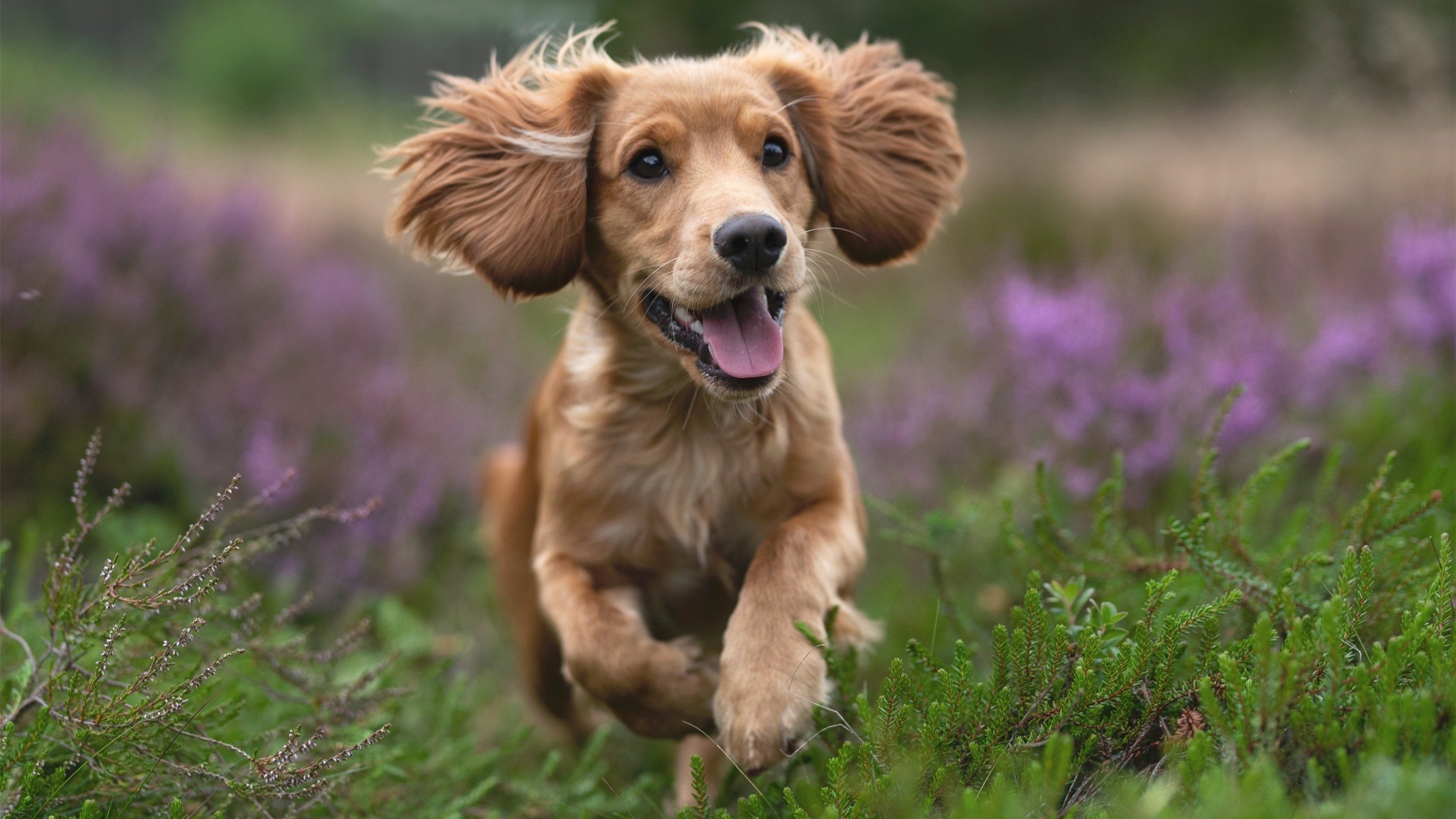 鹰翼折戟深圳湾,当关键先生降临,篮球重归本质