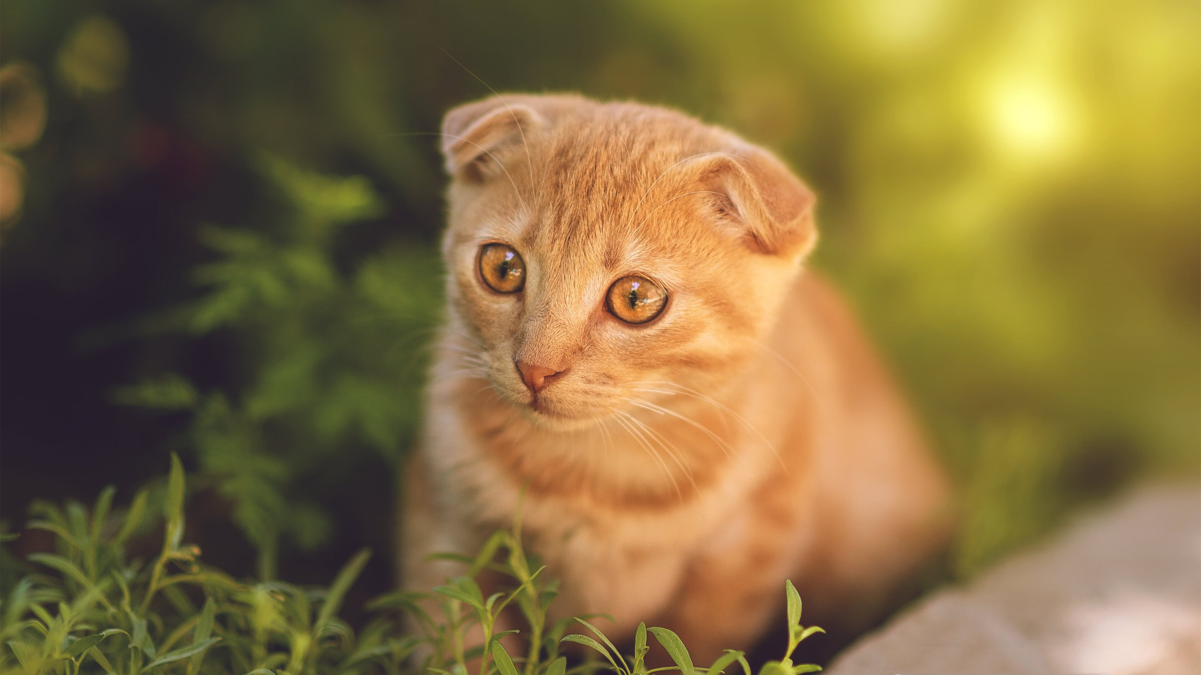 当申城鲨气遇见英伦风暴，巨星的时刻从未如此统一