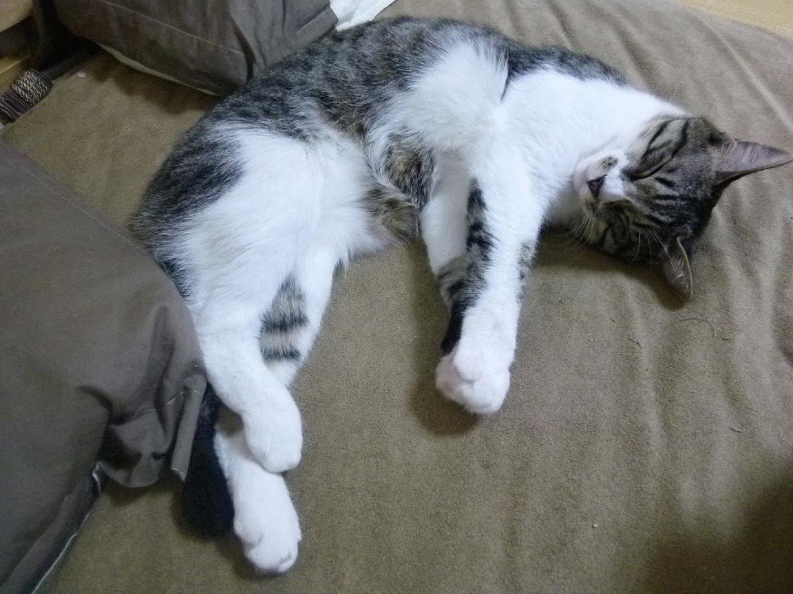 冰川下的火焰，迪巴拉的艺术爆发与冰岛足球的战术革命