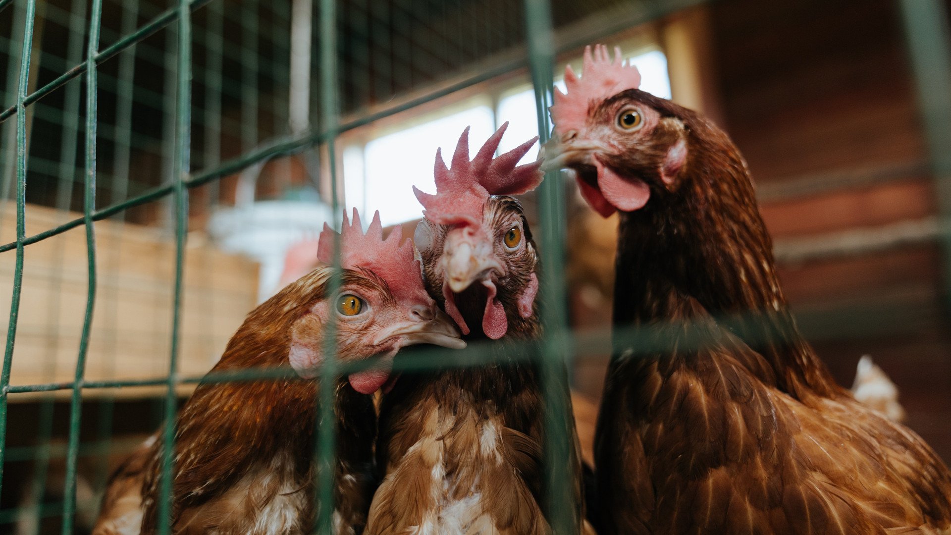 欧文末节魔术师再现！神奇28分导演掘金极限逆转