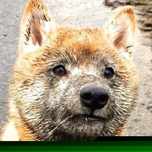 跨越大洋的鸣枪，当一波带走与接管比赛成为决胜的共通语言