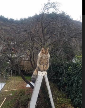 友谊赛场的异乡星光，当法比尼奥在巴拉圭与伊朗之间织就绿茵诗篇