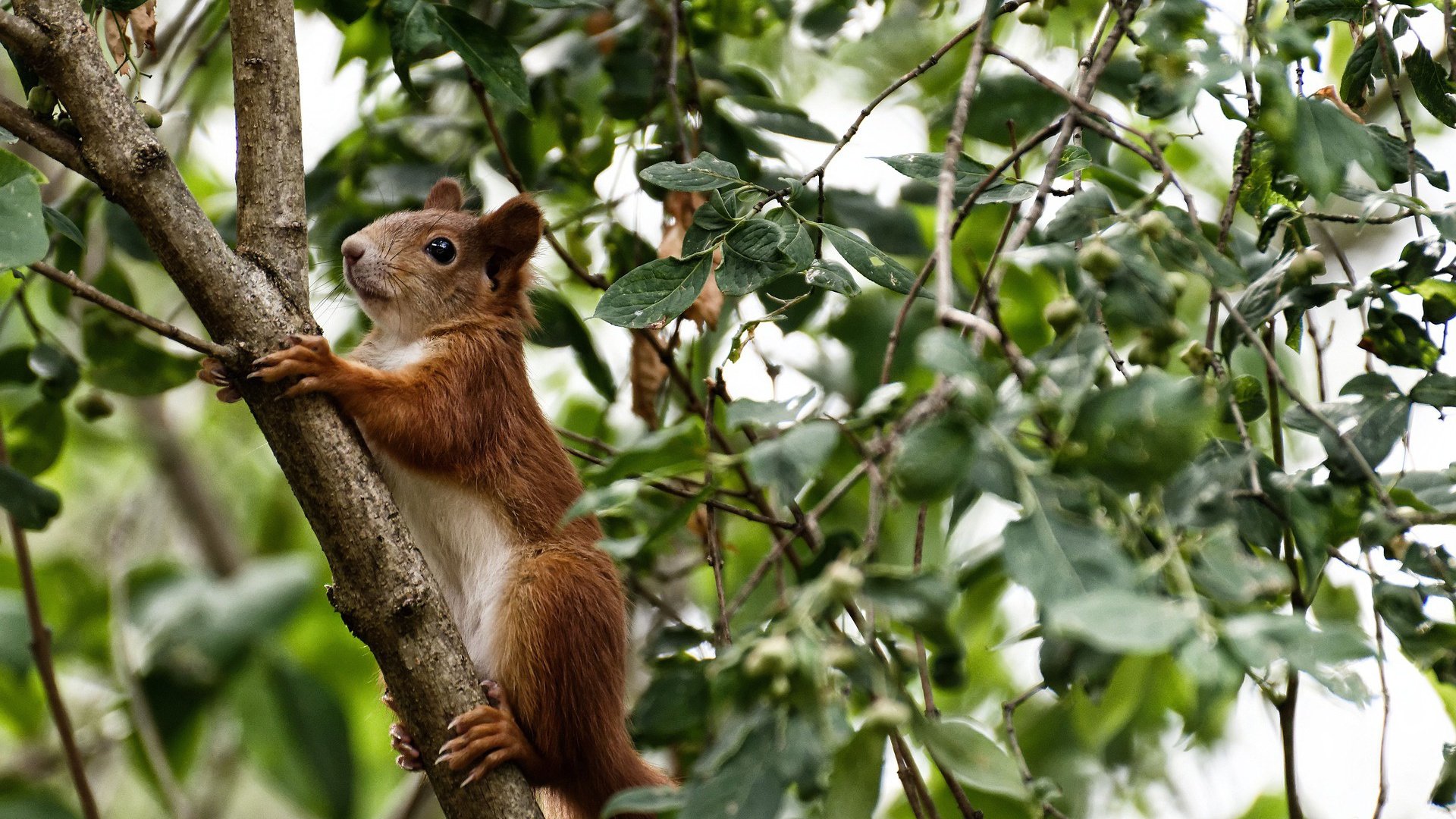 沙漠风暴席卷高原,卡瓦哈尔存在感拉满,沙特血拼厄瓜多尔