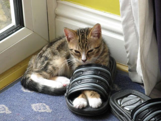 当德罗赞的刀刃划过申城夜空