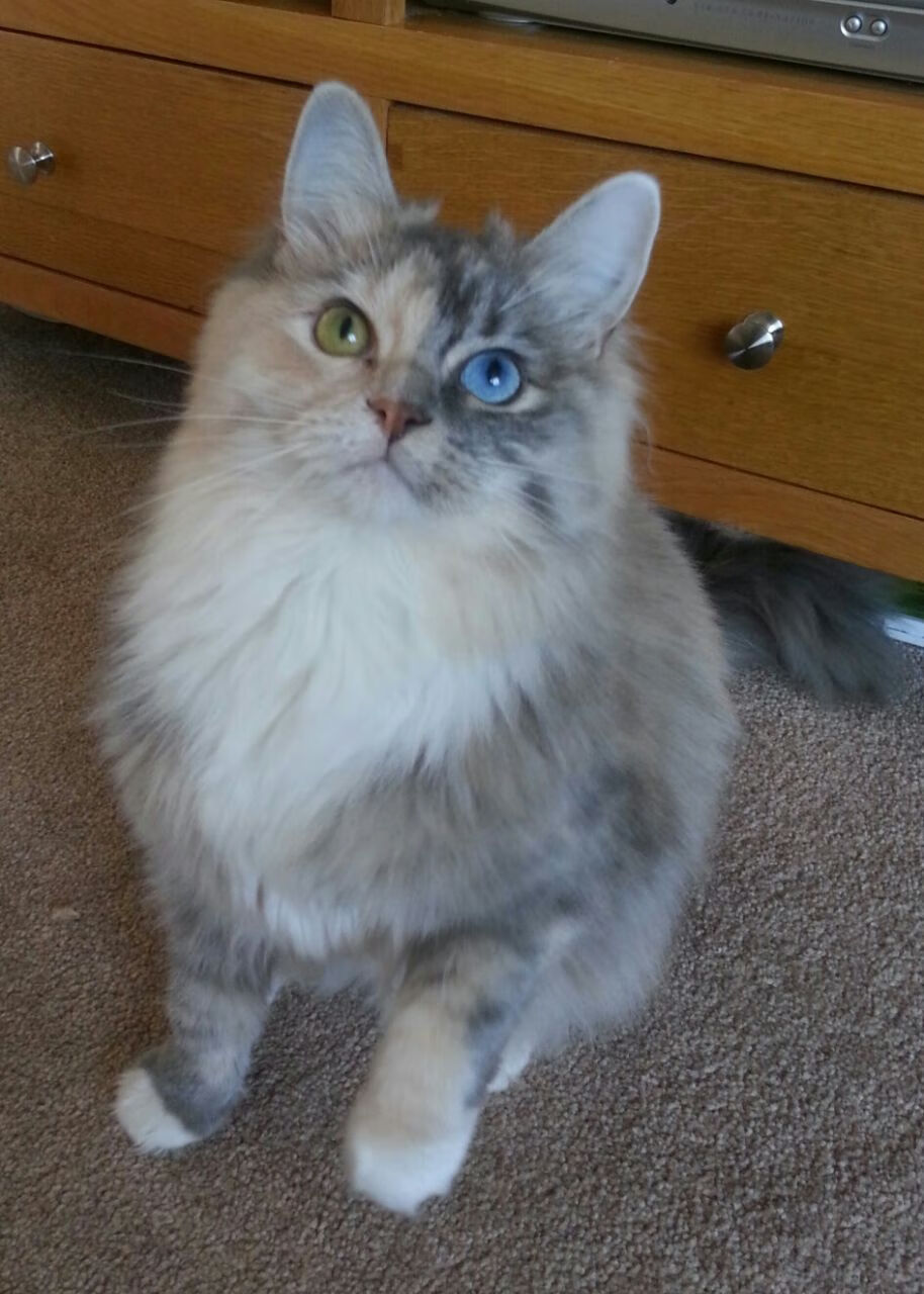 足球地球村，西甲德比、德甲劲旅与埃及文化的美妙邂逅