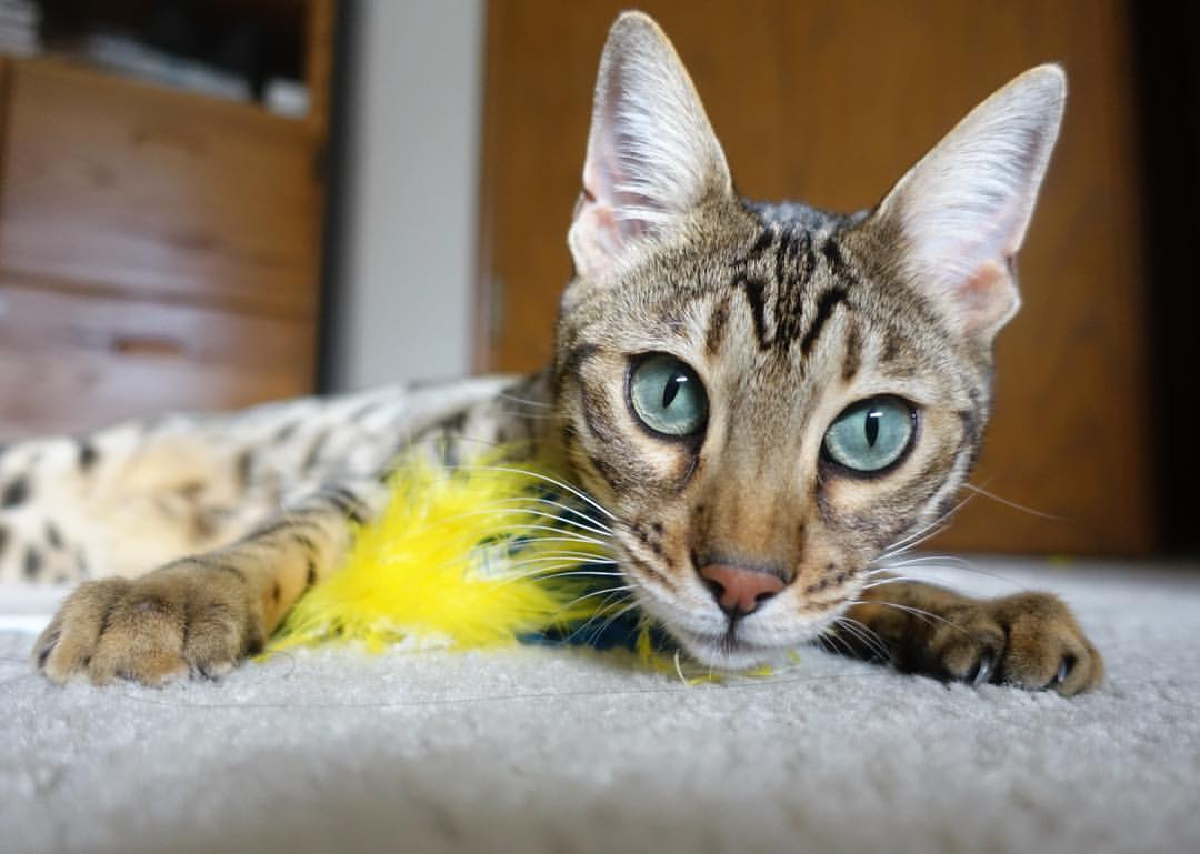 绝境之王,米切尔最后93秒导演热火惊天逆转