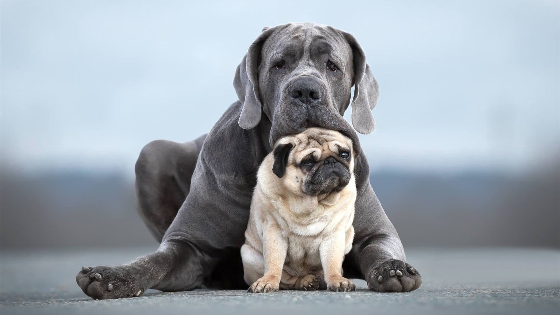末节之王，布伦森38分史诗级爆发，爵士最后3秒绝地逆转鹈鹕