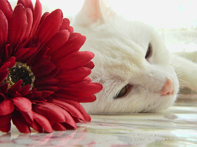 破茧，西决生死战的无声证词