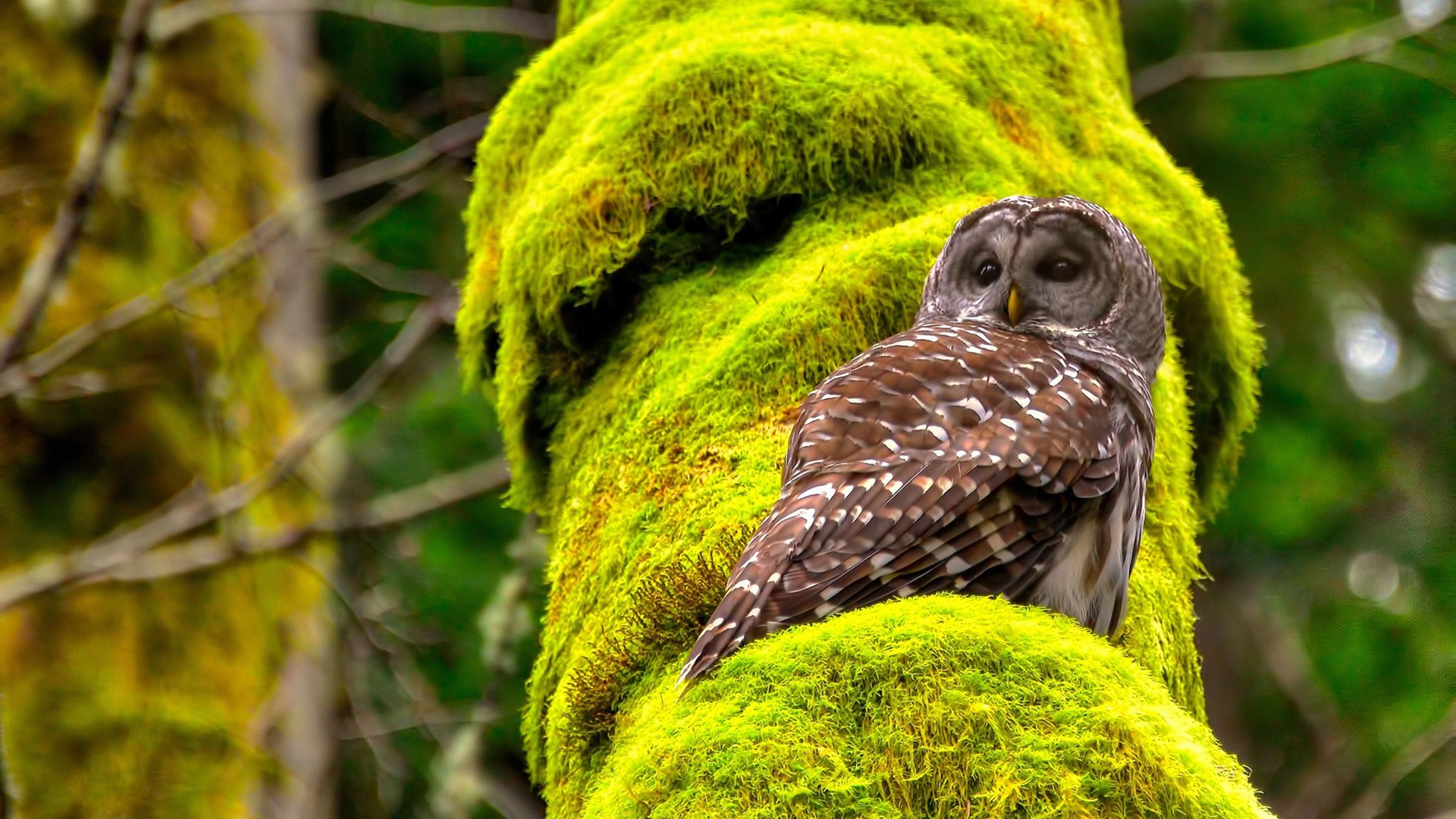 终极舞台的双重奏，欧冠决赛的绿茵交响与雷霆青春的蓝色风暴