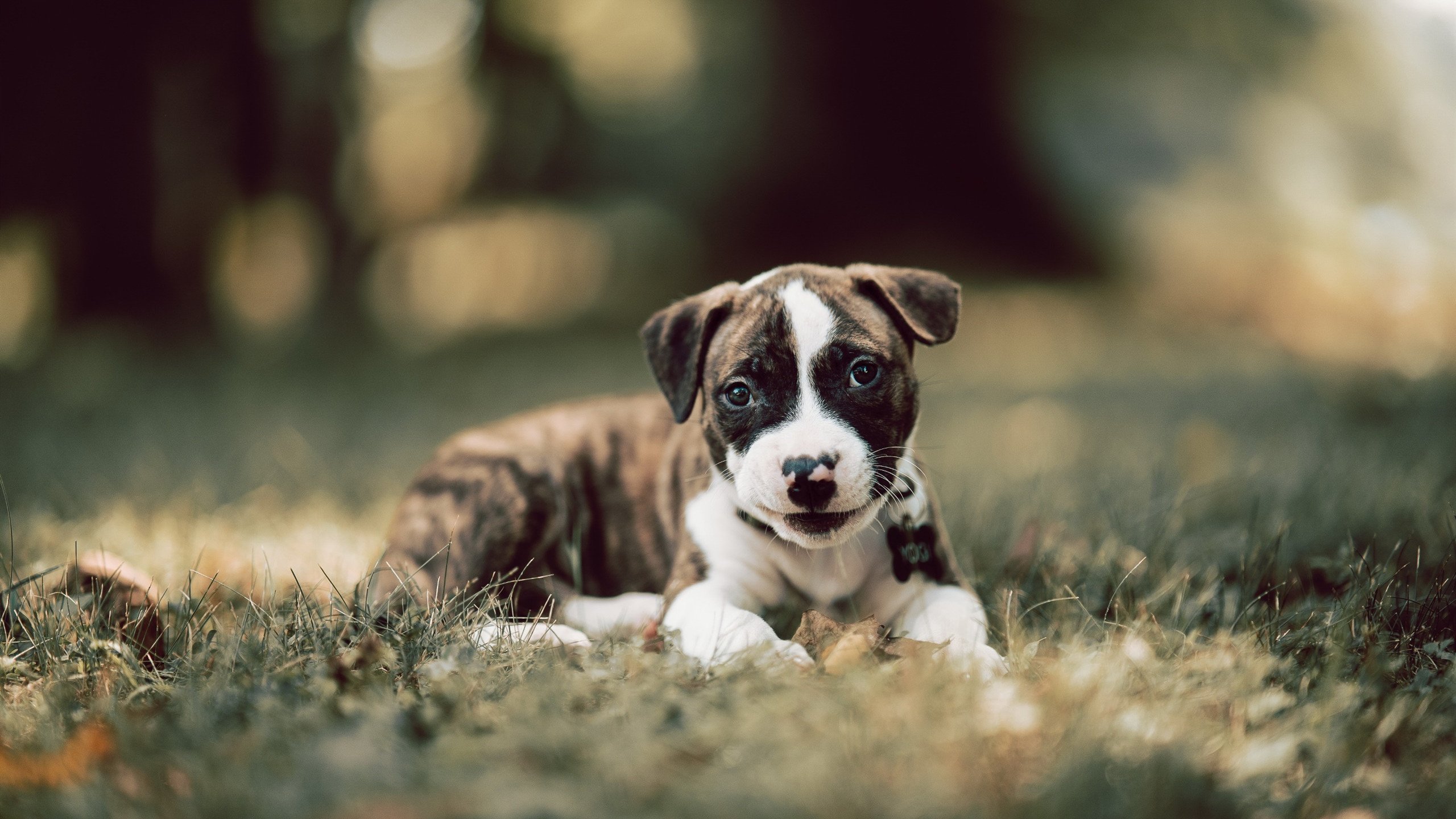 唯一与永恒，当罗德里救赎的网，捞起那不勒斯倒映的德国